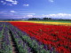 img0001.jpg