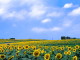 img0004.jpg