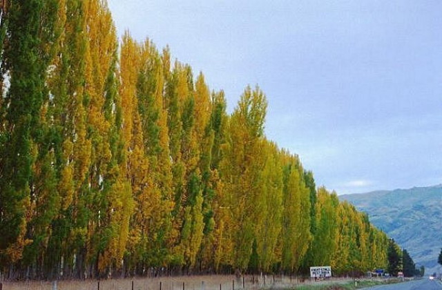 img0012.jpg