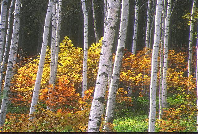 img0056.jpg