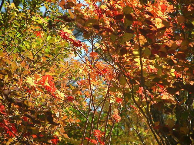 img0077.jpg