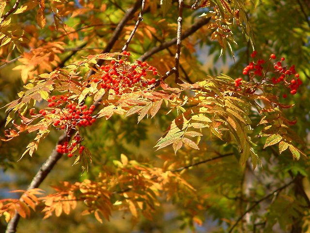 img0087.jpg