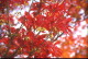 img0004.jpg