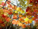 img0016.jpg