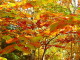 img0018.jpg