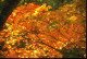 img0035.jpg