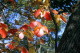 img0036.jpg