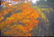 img0037.jpg