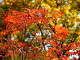 img0071.jpg