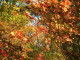 img0077.jpg