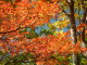 img0080.jpg