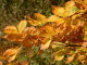 img0085.jpg