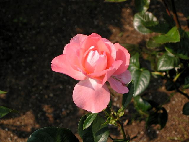 img0003.jpg