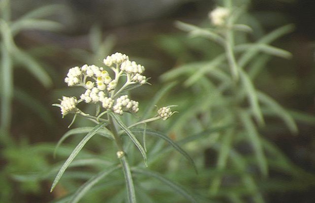 img0042.jpg
