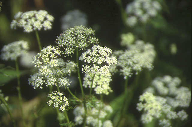 img0045.jpg