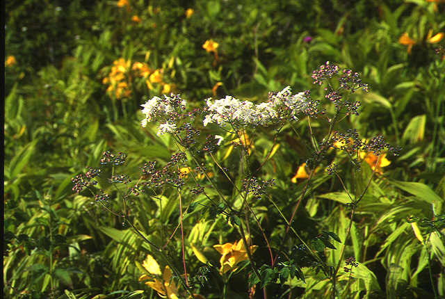 img0047.jpg