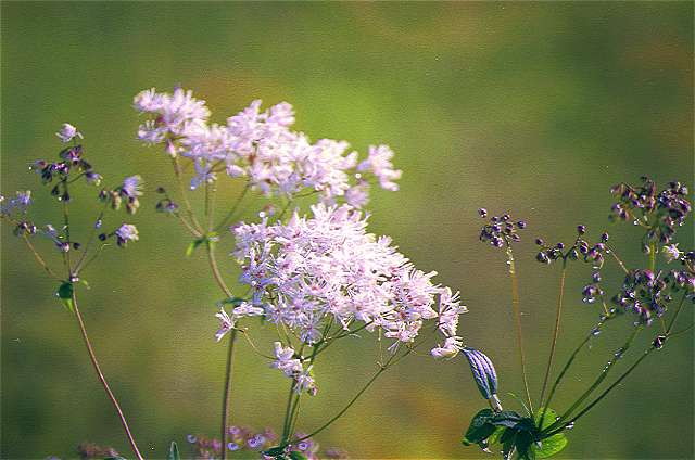 img0057.jpg