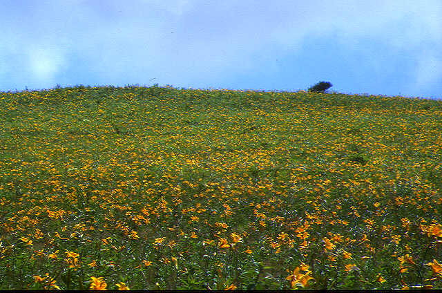 img0071.jpg