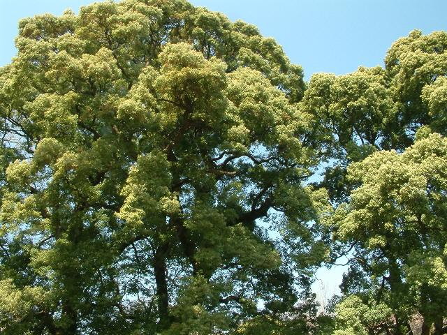 img0089.jpg