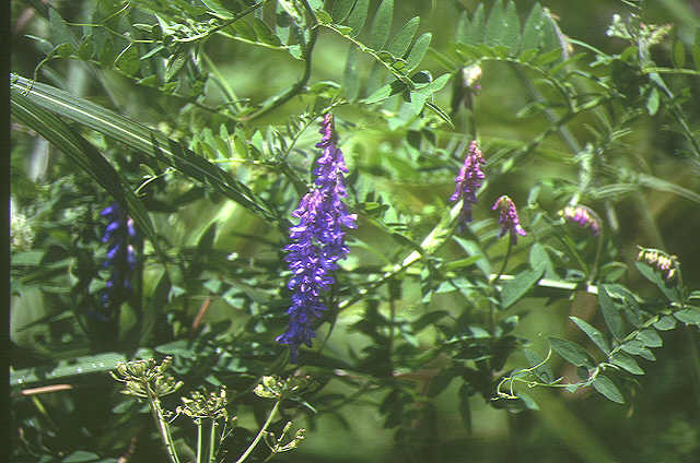 img0091.jpg