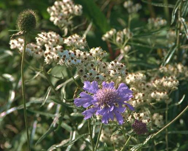 img0093.jpg
