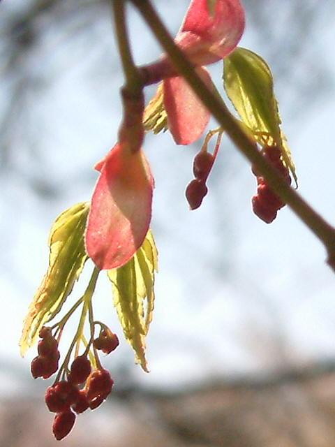img0096.jpg