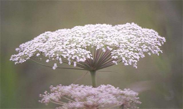 img0130.jpg