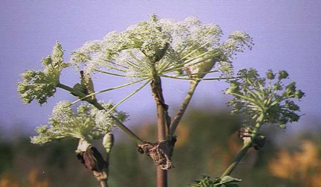 img0131.jpg