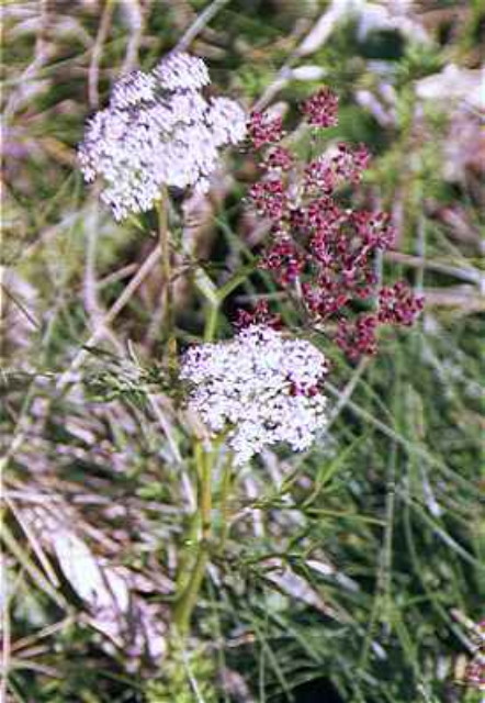img0152.jpg