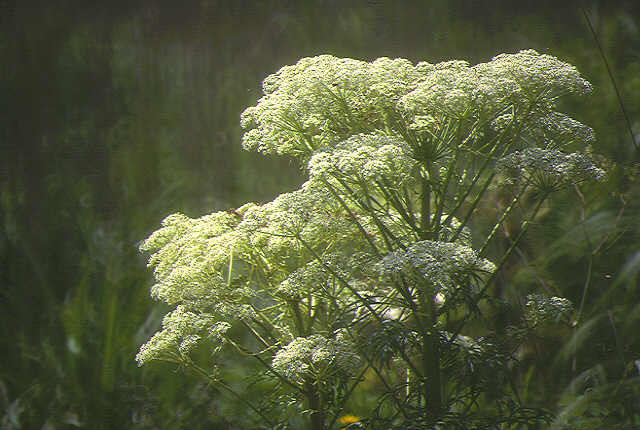 img0153.jpg
