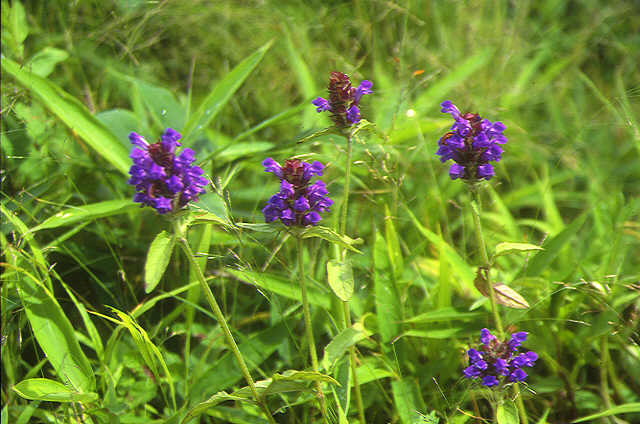 img0156.jpg