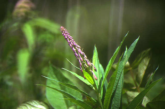 img0158.jpg