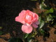img0003.jpg