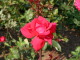 img0004.jpg