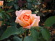 img0005.jpg
