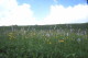 img0013.jpg