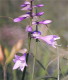 img0021.jpg