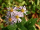 img0036.jpg