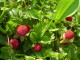 img0055.jpg