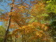 img0085.jpg