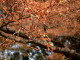 img0097.jpg