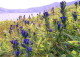 img0117.jpg