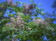 img0121.jpg