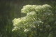 img0153.jpg