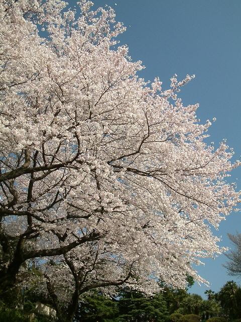 img0010.jpg