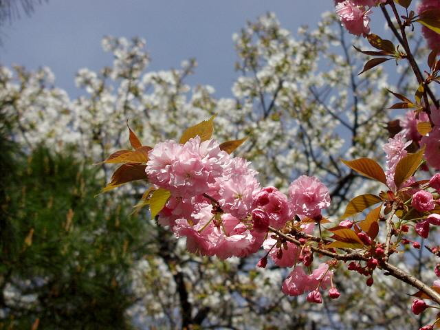 img0012.jpg