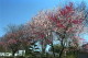 img0006.jpg