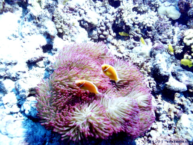 img0018.jpg
