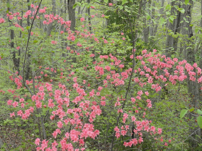 img0020.jpg