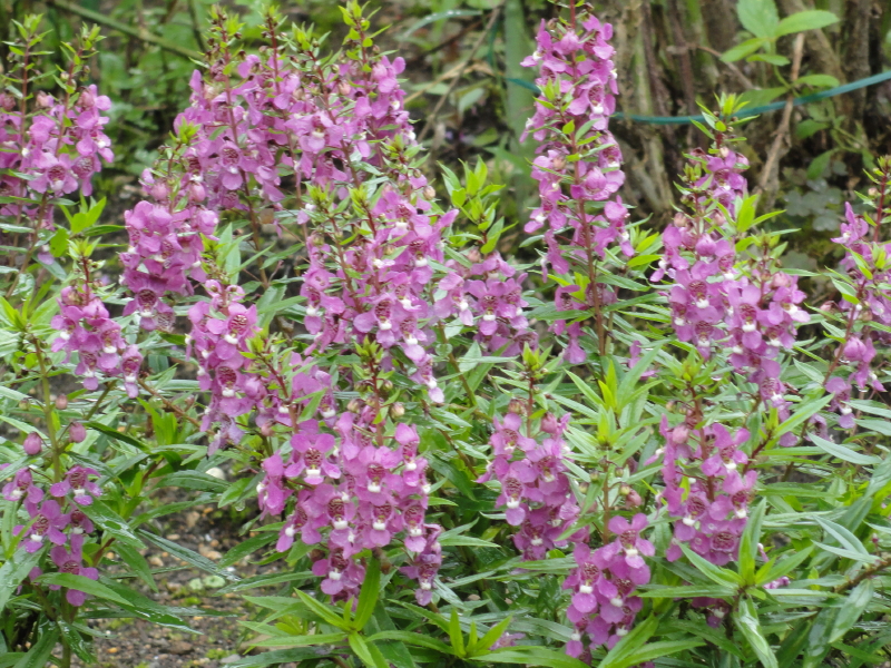 img0006.jpg